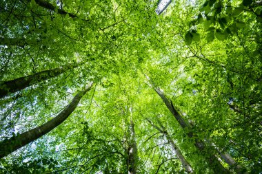 photo prise en forêt