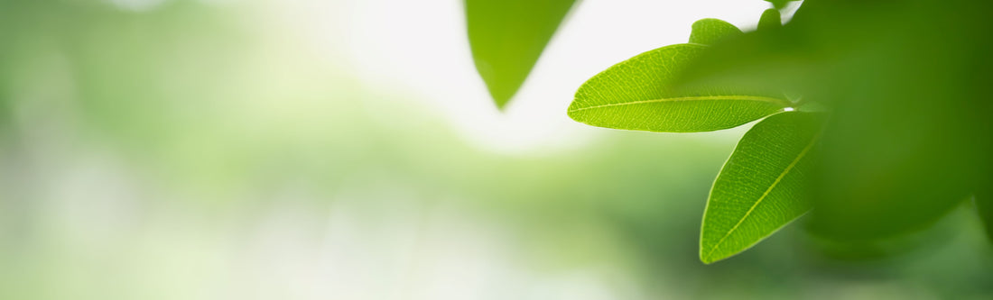 feuille d'un arbre, image écologique