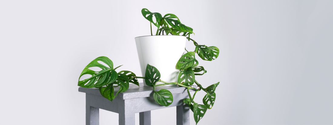 plante verte dans pièce propre
